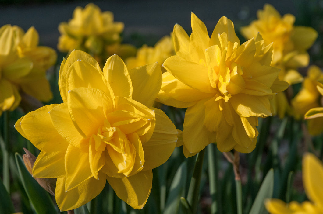 Daffodil - Yellow Fluffle