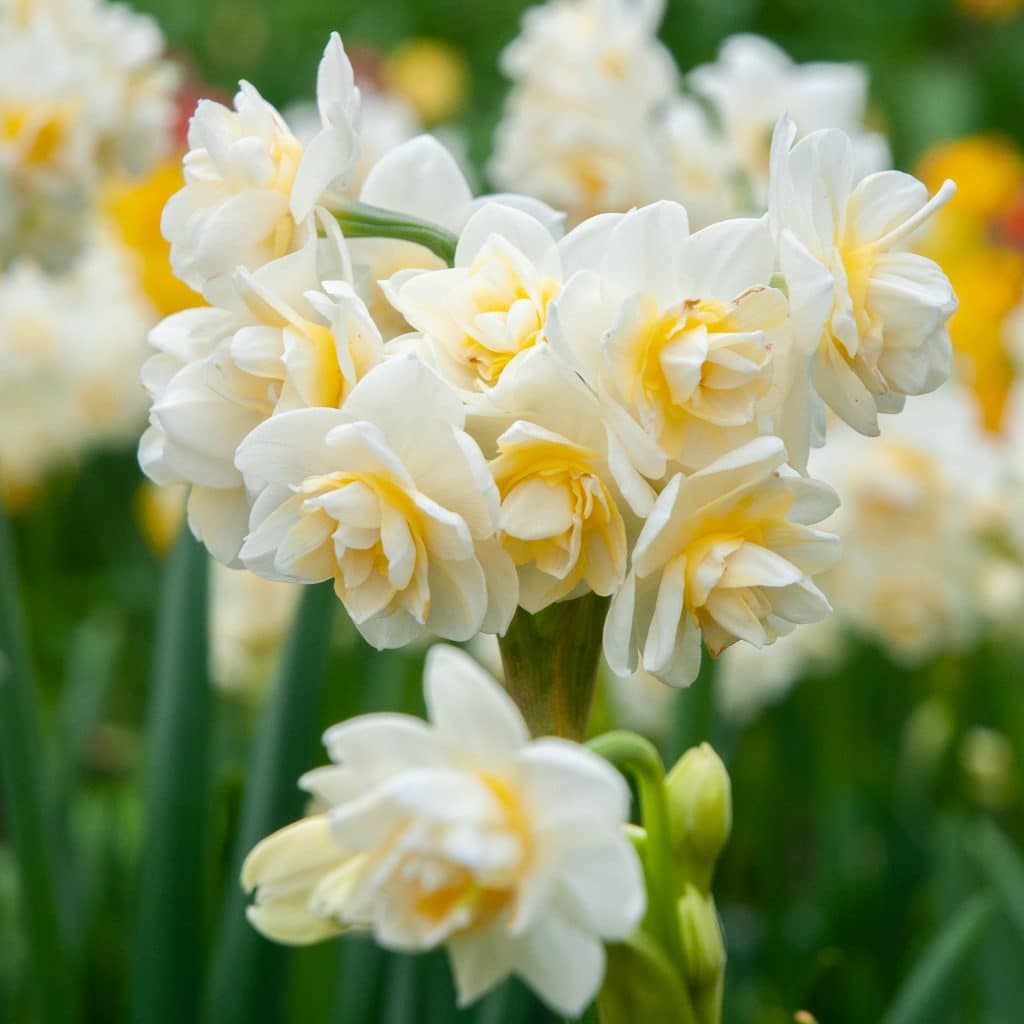 Fragrant Paperwhite Daffodil 'Erlicheer'