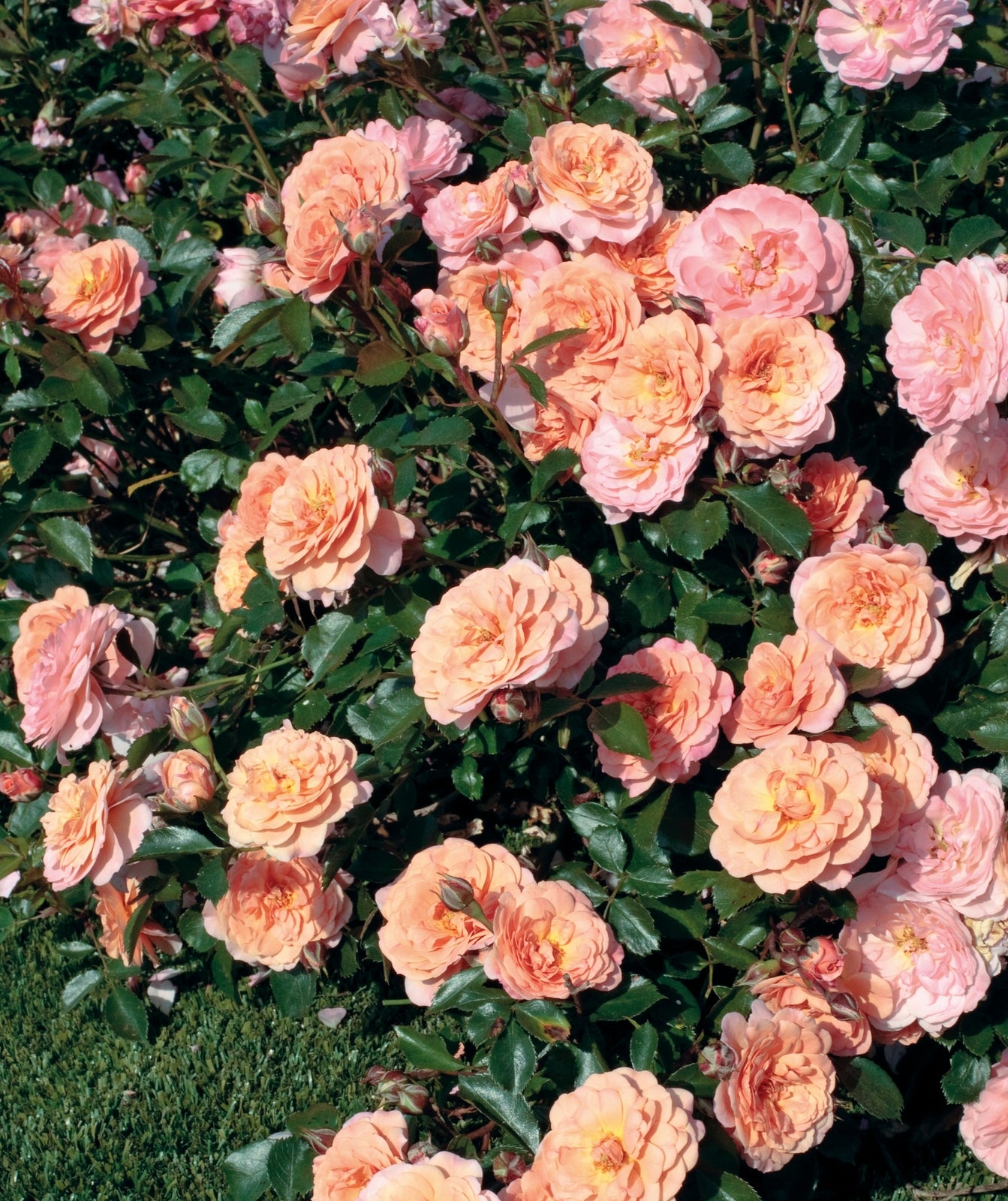 Rose - Groundcover - Peach Drift
