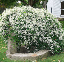 Load image into Gallery viewer, Clematis Fragrant &#39;White Pixie Dust&#39; - Sweet Autumn

