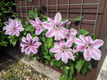 Load image into Gallery viewer, Clematis Flowering Vine - Princess Candy Cane
