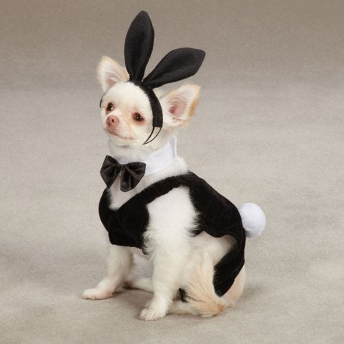 Casual Canine Party Hounds Bunny Costume, X-Large - Realmdrop Shop