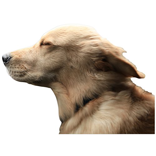 Colorbok Joy Riders Golden Retriever Window Cling UPC: 765468100012