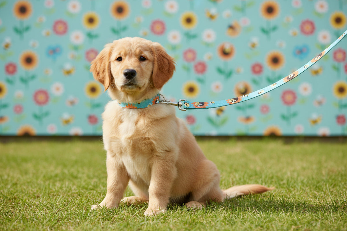 Golden puppy on grass with a blue bumble bee and sunflower print lead