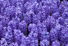 Load image into Gallery viewer, Fragrant Hyacinth - Blue
