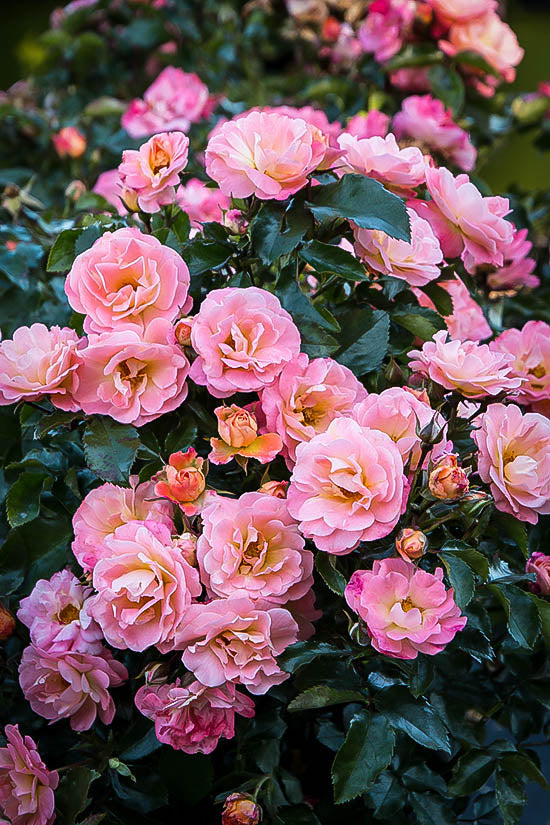Rose - Groundcover - Peach Drift