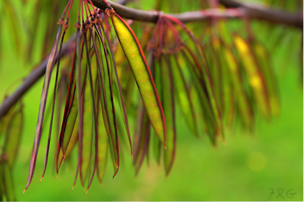 Hanging green and red redbud seed pods on a branch against a green background