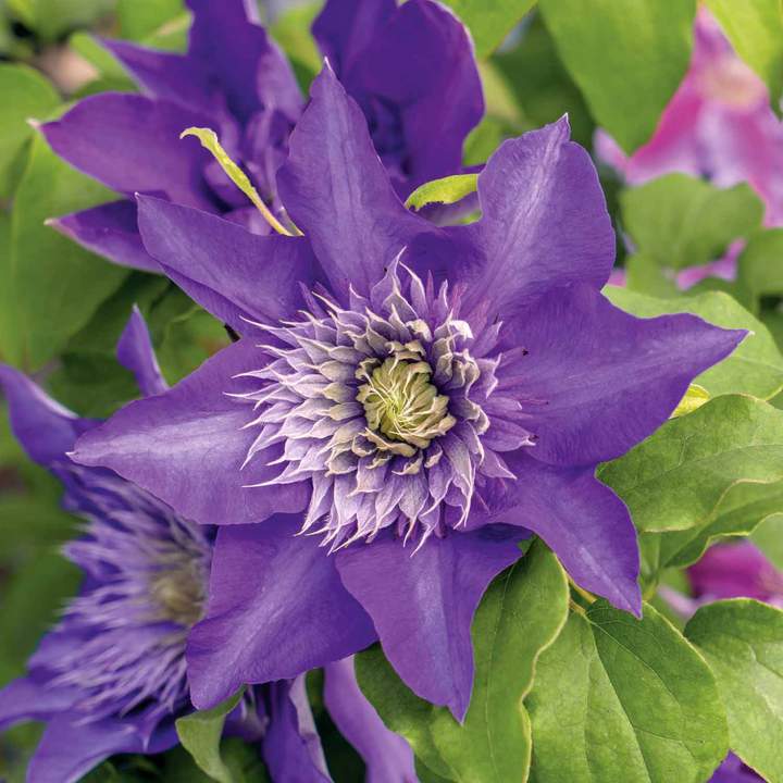 Double bloom Violet Clematis Vine