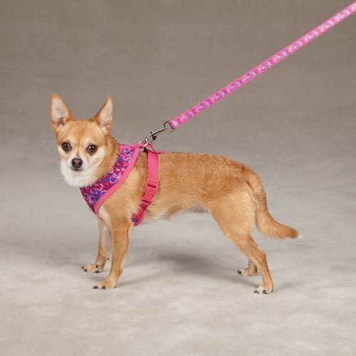 Chihuahua in the flower harness clipped to a pink lead