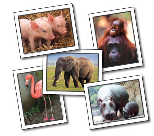 Animal learning cards: piglets, orangutans, elephant, flamingo and hippos