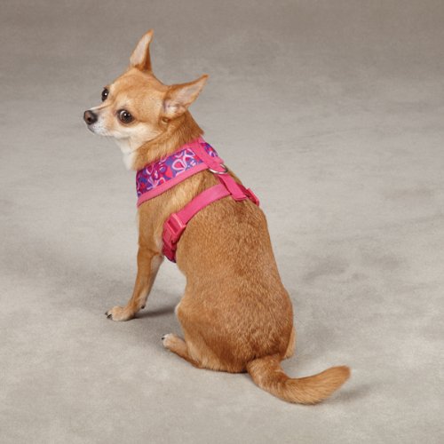 Chihuahua sitting in the pink flower print harness, rear view