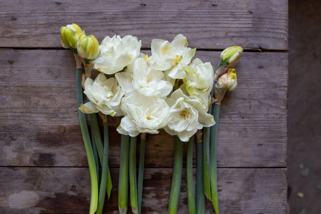 Daffodil - White Fluffle