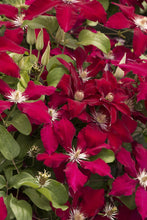 Load image into Gallery viewer, Clematis Queen of Hearts
