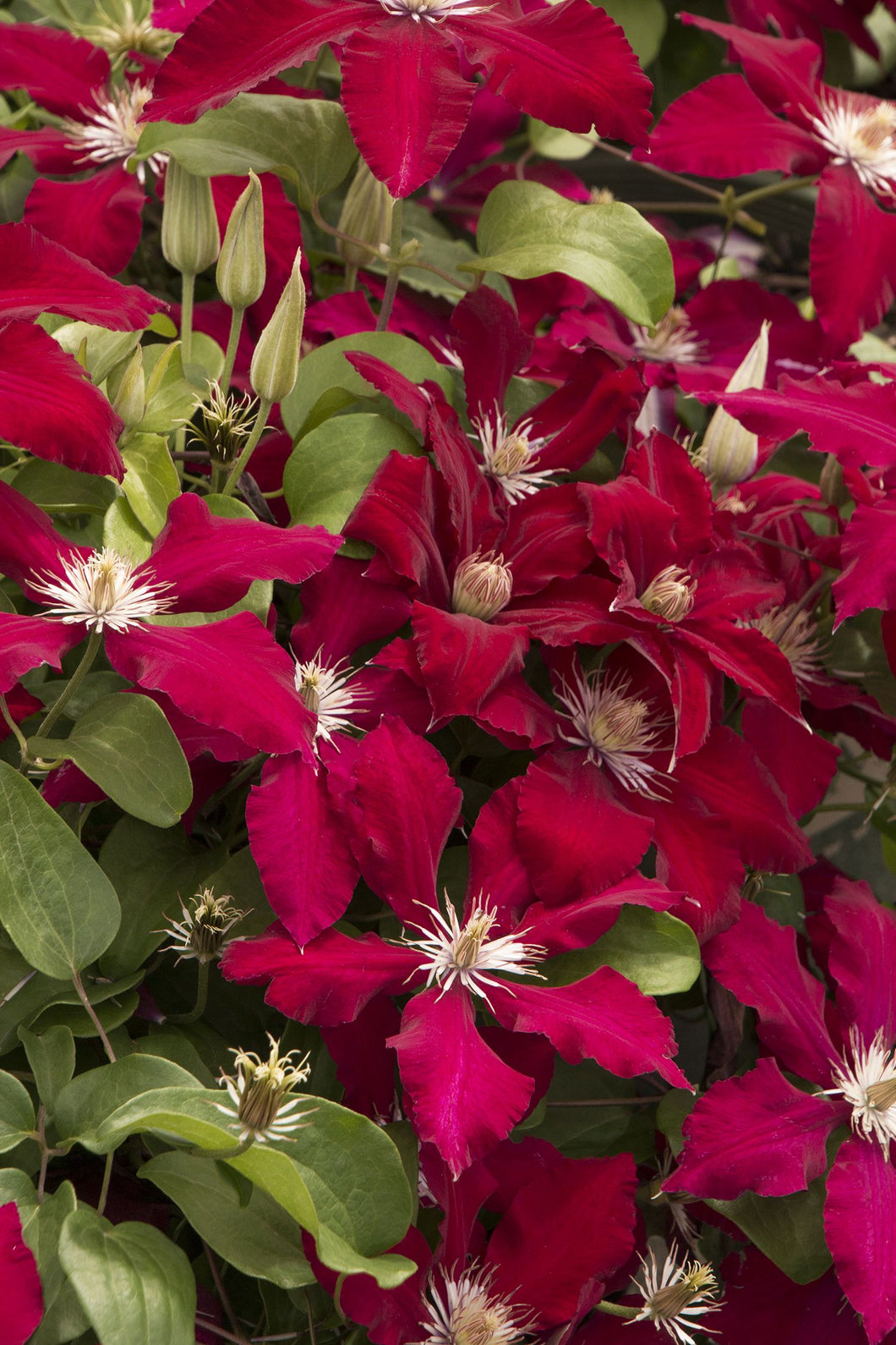 Clematis Queen of Hearts