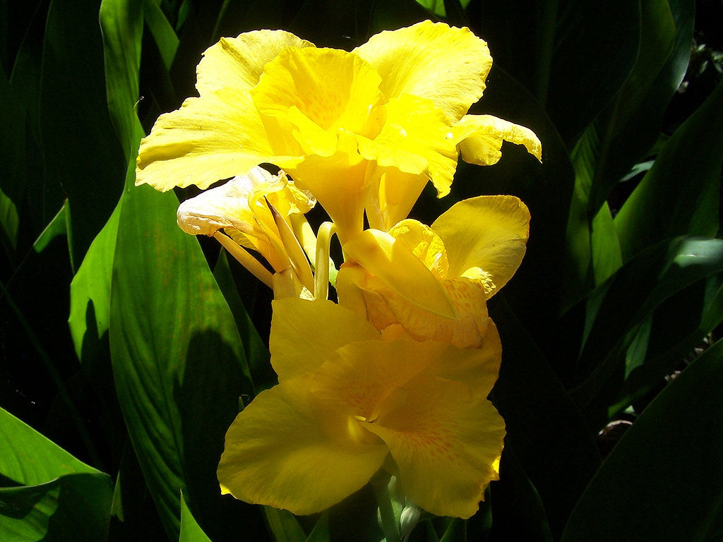Canna Lily - Bright Yellow