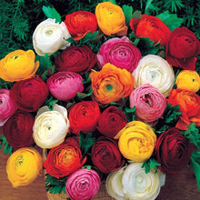 Load image into Gallery viewer, Persian Buttercup &#39;Ranunculus&#39; - Mixed Colors

