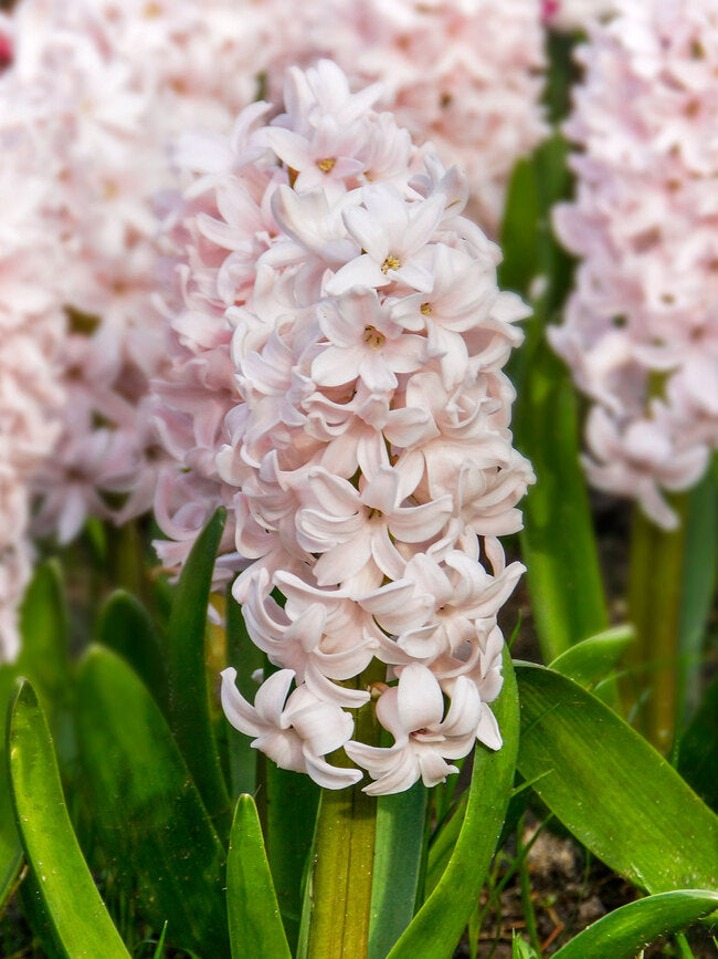 Fragrant Hyacinth - Soft Pink