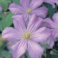 Load image into Gallery viewer, Soft Purple Clematis Vine
