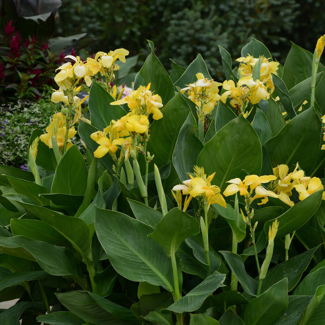 Yellow Canna Lily Rhizome/Bulb