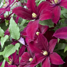 Load image into Gallery viewer, Clematis Red Wine
