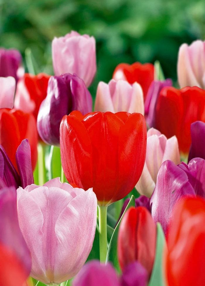 Tulip Triump Bundle - Valentines Day