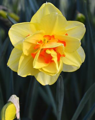 Daffodil - Sun Fluffle
