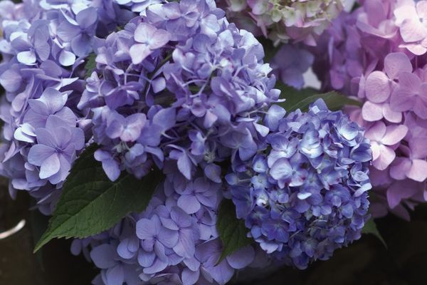 Hydrangea - Endless Summer - The Original - Blue to Pink
