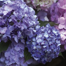 Load image into Gallery viewer, Hydrangea - Endless Summer - The Original - Blue to Pink
