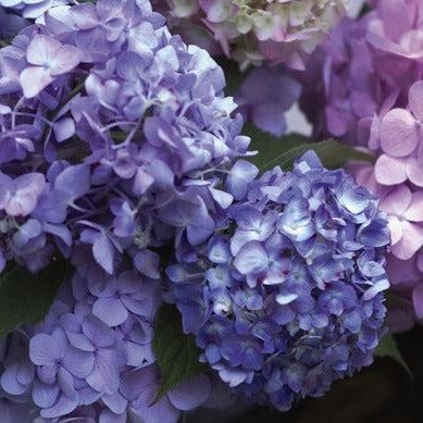 Hydrangea - Endless Summer - The Original - Blue to Pink