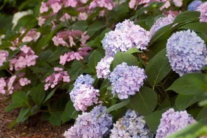 Hydrangea - Endless Summer - The Original - Blue to Pink