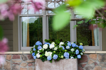 Hydrangea - Endless Summer - The Original - Blue to Pink