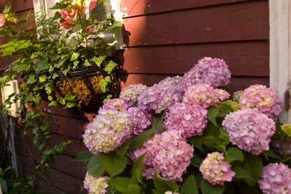 Hydrangea - Endless Summer - The Original - Blue to Pink