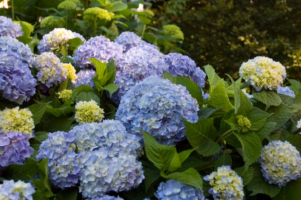 Hydrangea - Endless Summer - The Original - Blue to Pink