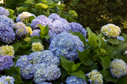 Hydrangea - Endless Summer - The Original - Blue to Pink