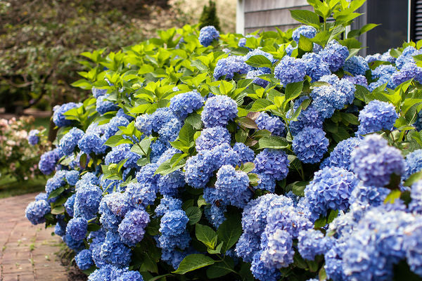 Hydrangea - Endless Summer - The Original - Blue to Pink