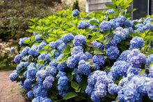 Load image into Gallery viewer, Hydrangea - Endless Summer - The Original - Blue to Pink
