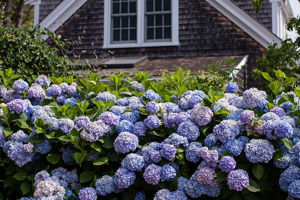 Hydrangea - Endless Summer - The Original - Blue to Pink