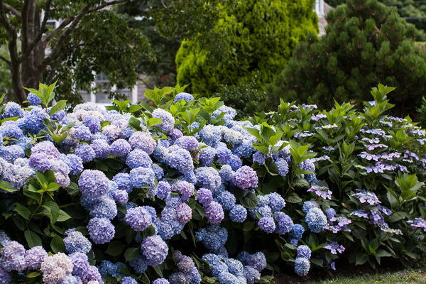 Hydrangea - Endless Summer - The Original - Blue to Pink