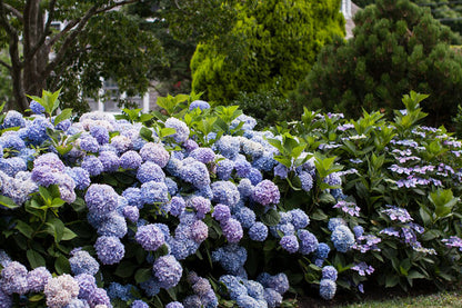 Hydrangea - Endless Summer - The Original - Blue to Pink