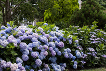 Load image into Gallery viewer, Hydrangea - Endless Summer - The Original - Blue to Pink
