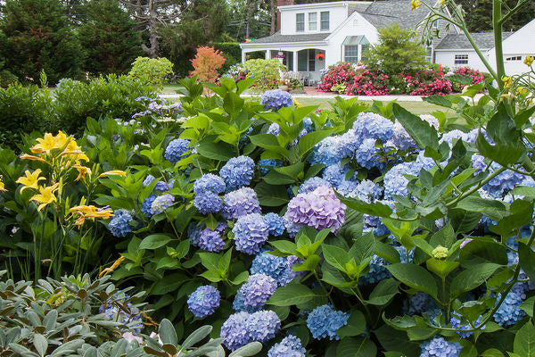 Hydrangea - Endless Summer - The Original - Blue to Pink