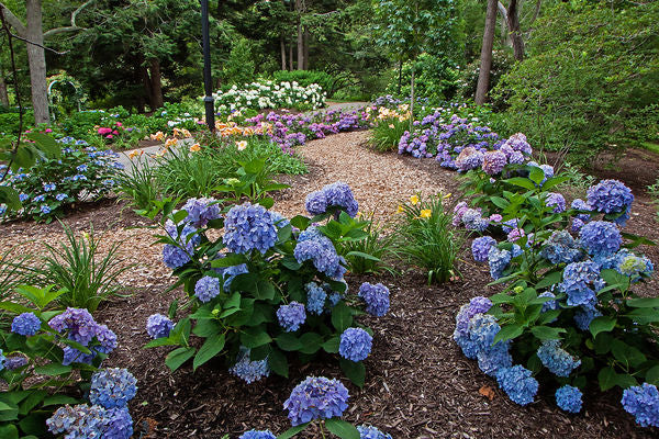 Hydrangea - Endless Summer - The Original - Blue to Pink