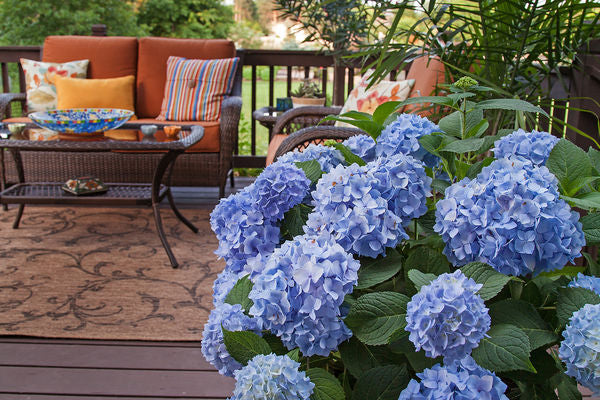 Hydrangea - Endless Summer - The Original - Blue to Pink