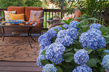 Load image into Gallery viewer, Hydrangea - Endless Summer - The Original - Blue to Pink
