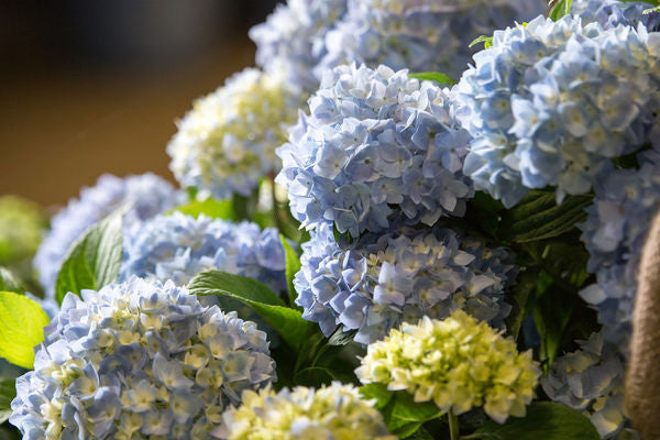 Hydrangea - Endless Summer - The Original - Blue to Pink