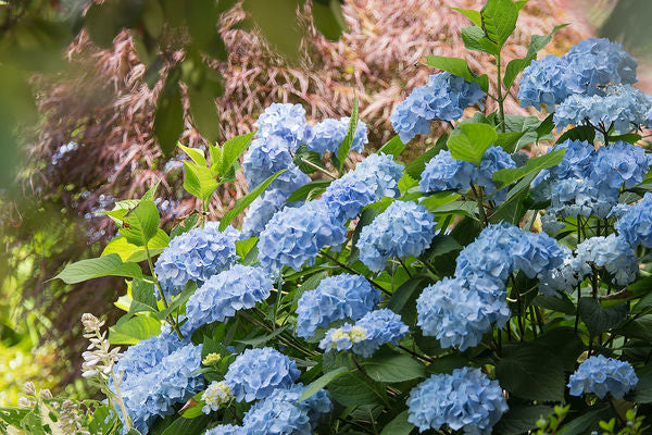 Hydrangea - Endless Summer - The Original - Blue to Pink