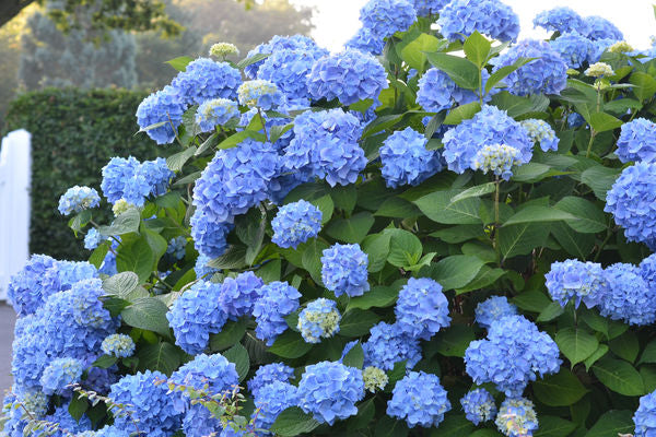 Hydrangea - Endless Summer - The Original - Blue to Pink