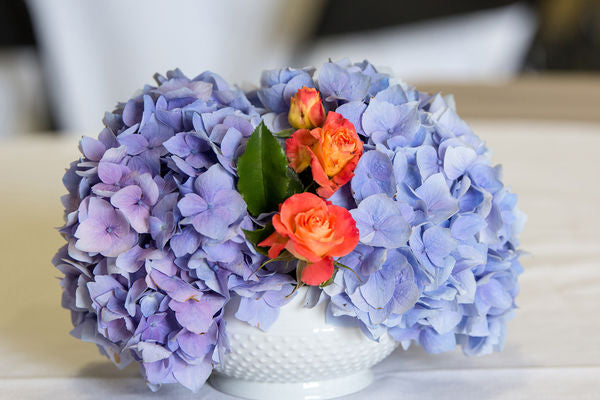 Hydrangea - Endless Summer - The Original - Blue to Pink