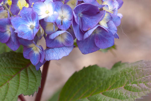 Hydrangea - Endless Summer - Bloomstruck - Purple to Pink