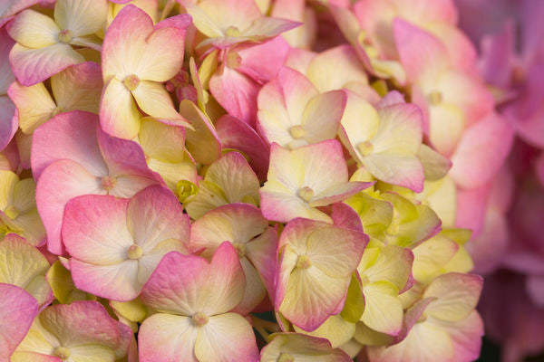 Hydrangea - Endless Summer - Bloomstruck - Purple to Pink